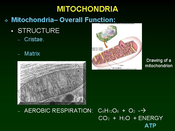 MITOCHONDRIA v Mitochondria– Overall Function: • STRUCTURE – Cristae. – Matrix Drawing of a