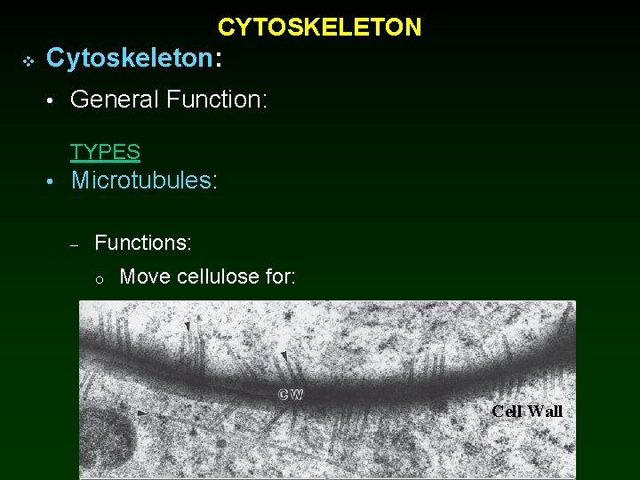 CYTOSKELETON v Cytoskeleton: • General Function: TYPES • Microtubules: – Functions: o Move cellulose