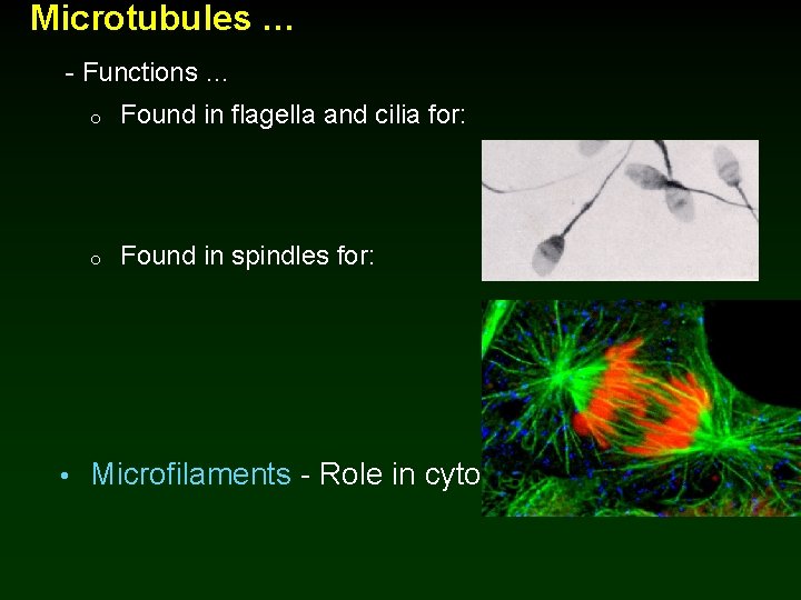 Microtubules … - Functions … o Found in flagella and cilia for: o Found