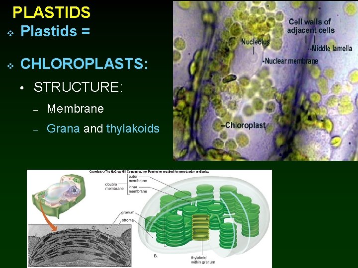 PLASTIDS v Plastids = v CHLOROPLASTS: • STRUCTURE: – Membrane – Grana and thylakoids