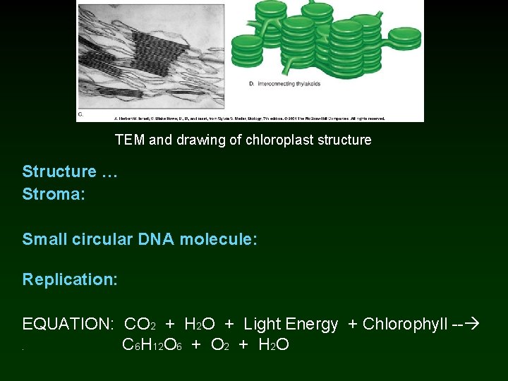 TEM and drawing of chloroplast structure Structure … Stroma: Small circular DNA molecule: Replication: