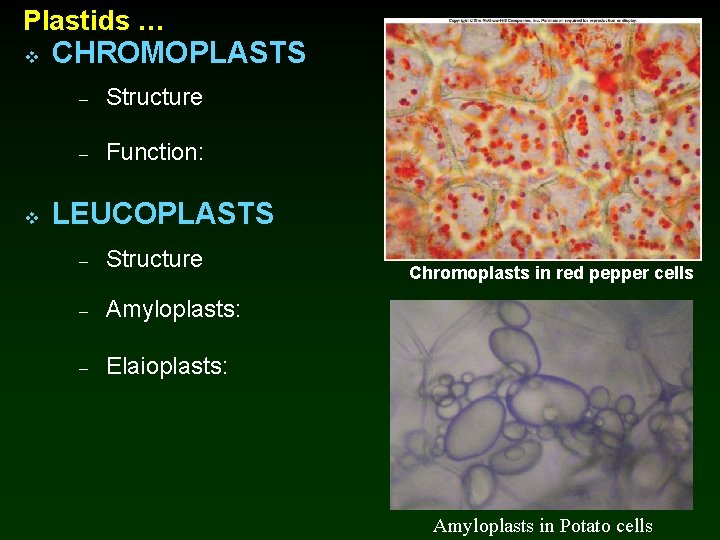 Plastids … v v CHROMOPLASTS – Structure – Function: LEUCOPLASTS – Structure – Amyloplasts: