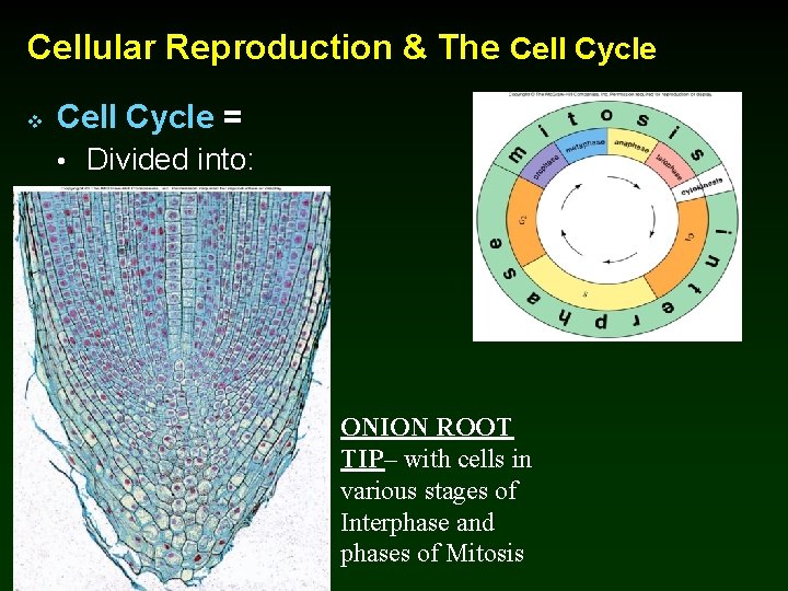 Cellular Reproduction & The Cell Cycle v Cell Cycle = • Divided into: ONION