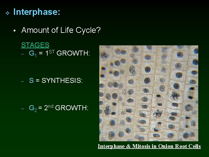 v Interphase: • Amount of Life Cycle? STAGES – G 1 = 1 ST