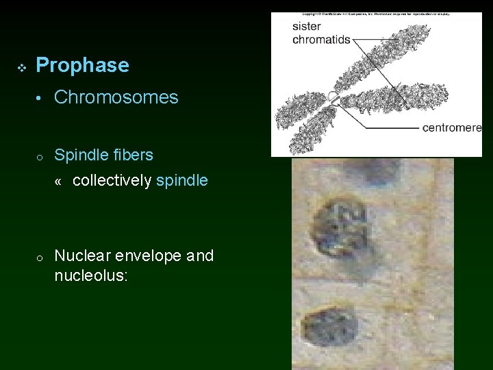 v Prophase • Chromosomes o Spindle fibers « collectively spindle o Nuclear envelope and