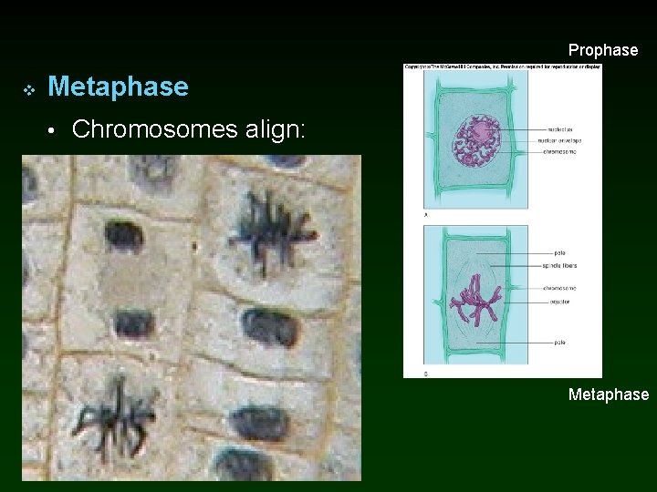 Prophase v Metaphase • Chromosomes align: Metaphase 