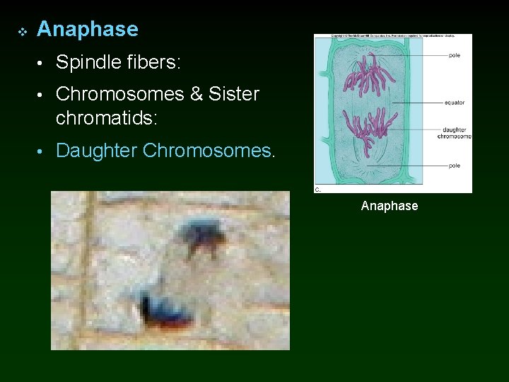 v Anaphase • Spindle fibers: • Chromosomes & Sister chromatids: • Daughter Chromosomes. Anaphase