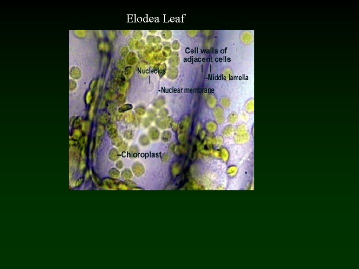 Elodea Leaf 