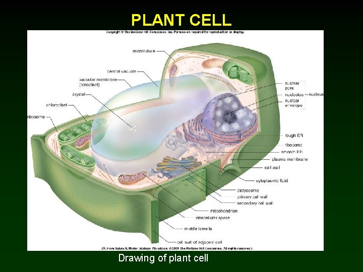 PLANT CELL Drawing of plant cell 