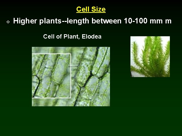 Cell Size v Higher plants--length between 10 -100 mm m Cell of Plant, Elodea