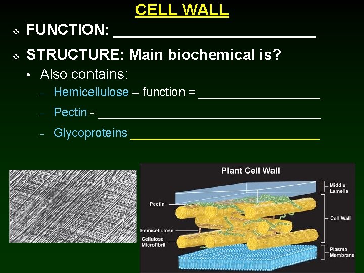 CELL WALL v FUNCTION: ____________ v STRUCTURE: Main biochemical is? • Also contains: –