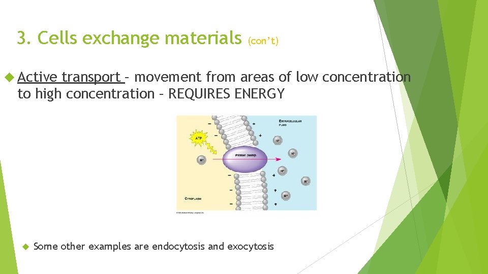 3. Cells exchange materials (con’t) Active transport – movement from areas of low concentration 3. Cells exchange materials (con’t) Active transport – movement from areas of low concentration