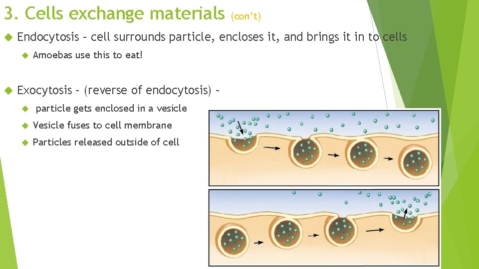 3. Cells exchange materials Endocytosis – cell surrounds particle, encloses it, and brings it 3. Cells exchange materials Endocytosis – cell surrounds particle, encloses it, and brings it