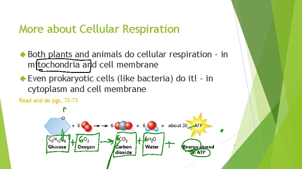 More about Cellular Respiration Both plants and animals do cellular respiration – in mitochondria More about Cellular Respiration Both plants and animals do cellular respiration – in mitochondria
