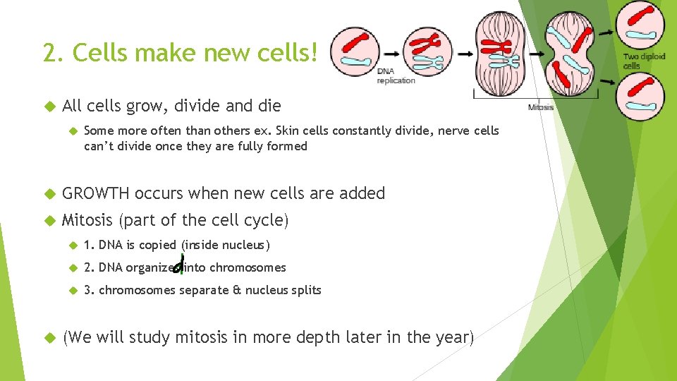 2. Cells make new cells! All cells grow, divide and die Some more often 2. Cells make new cells! All cells grow, divide and die Some more often