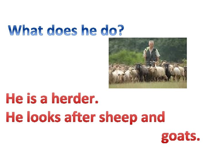 He is a herder. He looks after sheep and goats. 
