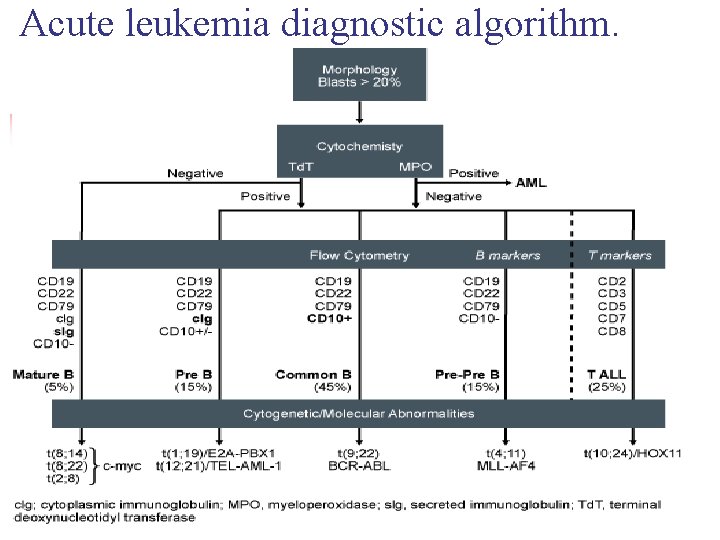Acute leukemia diagnostic algorithm. 