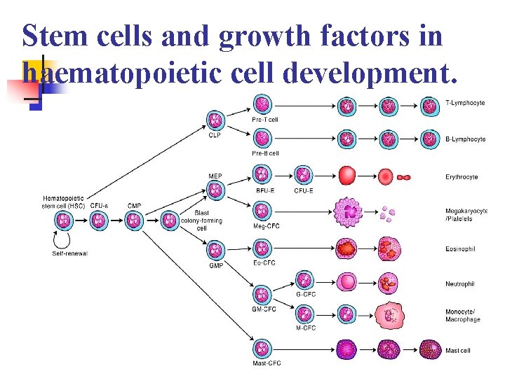 Stem cells and growth factors in haematopoietic cell development. n page 1003 