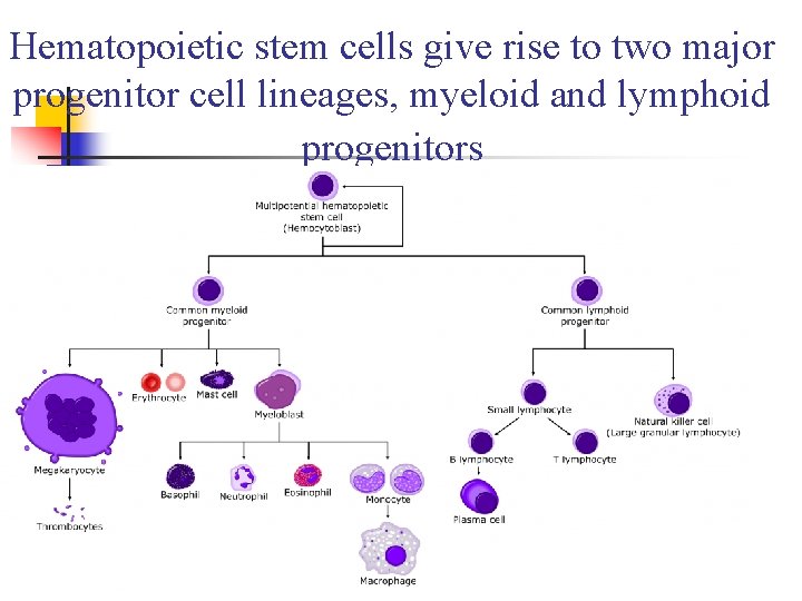 Hematopoietic stem cells give rise to two major progenitor cell lineages, myeloid and lymphoid