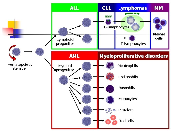 ALL CLL Lymphomas MM naïv e B-lymphocytes Lymphoid progenitor AML Hematopoietic stem cell Myeloid