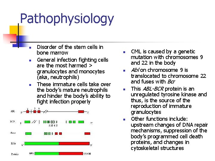 Pathophysiology n n n Disorder of the stem cells in bone marrow General infection