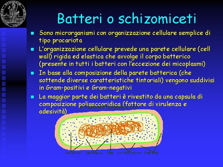 Batteri o schizomiceti n n Sono microrganismi con organizzazione cellulare semplice di tipo procariota