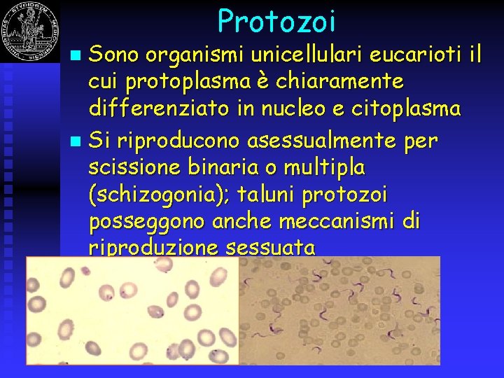 Protozoi Sono organismi unicellulari eucarioti il cui protoplasma è chiaramente differenziato in nucleo e