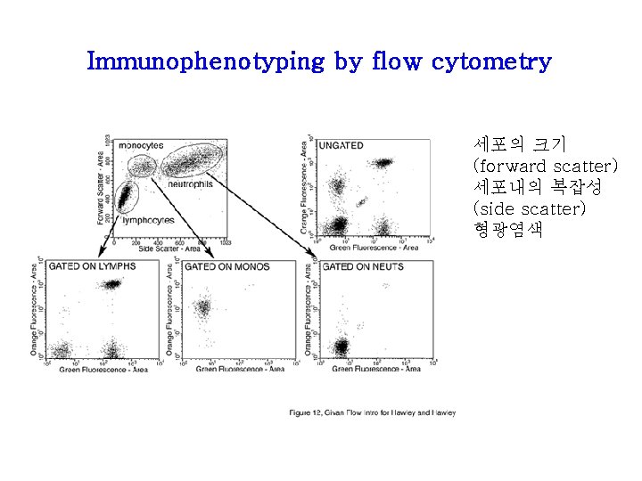 Immunophenotyping by flow cytometry 세포의 크기 (forward scatter) 세포내의 복잡성 (side scatter) 형광염색 Immunophenotyping by flow cytometry 세포의 크기 (forward scatter) 세포내의 복잡성 (side scatter) 형광염색