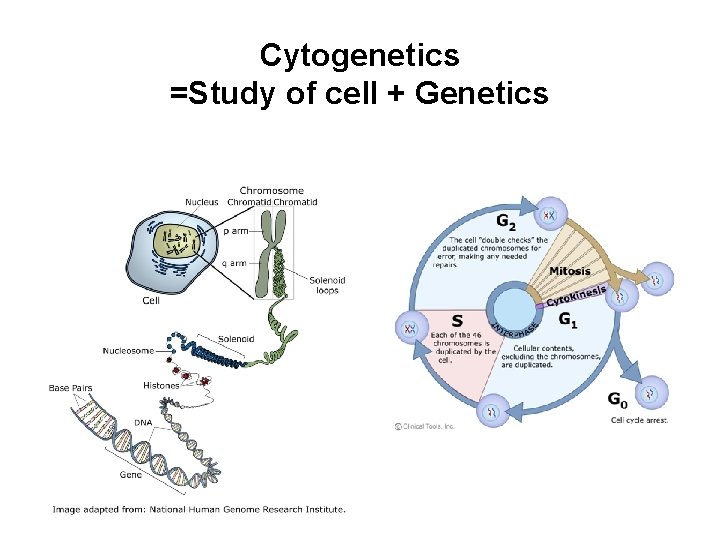 Cytogenetics =Study of cell + Genetics Cytogenetics =Study of cell + Genetics