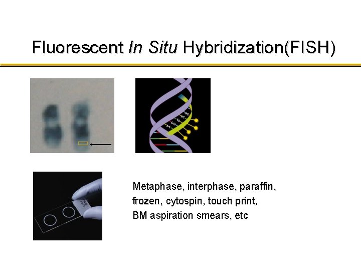 Fluorescent In Situ Hybridization(FISH) Metaphase, interphase, paraffin, frozen, cytospin, touch print, BM aspiration smears, Fluorescent In Situ Hybridization(FISH) Metaphase, interphase, paraffin, frozen, cytospin, touch print, BM aspiration smears,