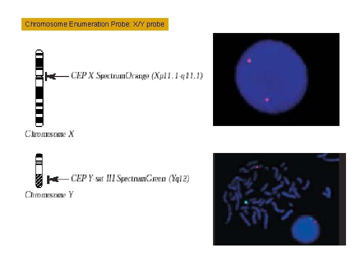 Chromosome Enumeration Probe: X/Y probe Chromosome Enumeration Probe: X/Y probe