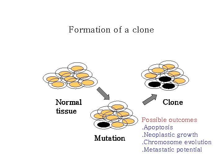 Formation of a clone Normal tissue Clone Mutation Possible outcomes. Apoptosis. Neoplastic growth. Chromosome Formation of a clone Normal tissue Clone Mutation Possible outcomes. Apoptosis. Neoplastic growth. Chromosome