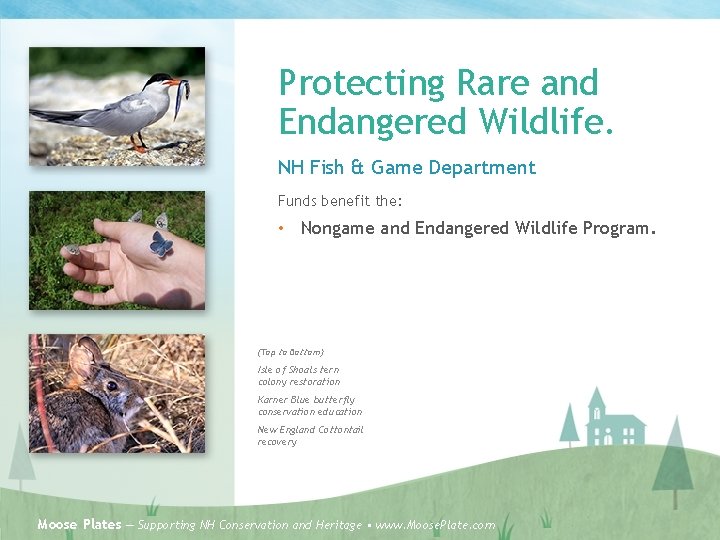 Protecting Rare and Endangered Wildlife. NH Fish & Game Department Funds benefit the: •