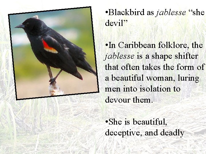  • Blackbird as jablesse “she devil” • In Caribbean folklore, the jablesse is