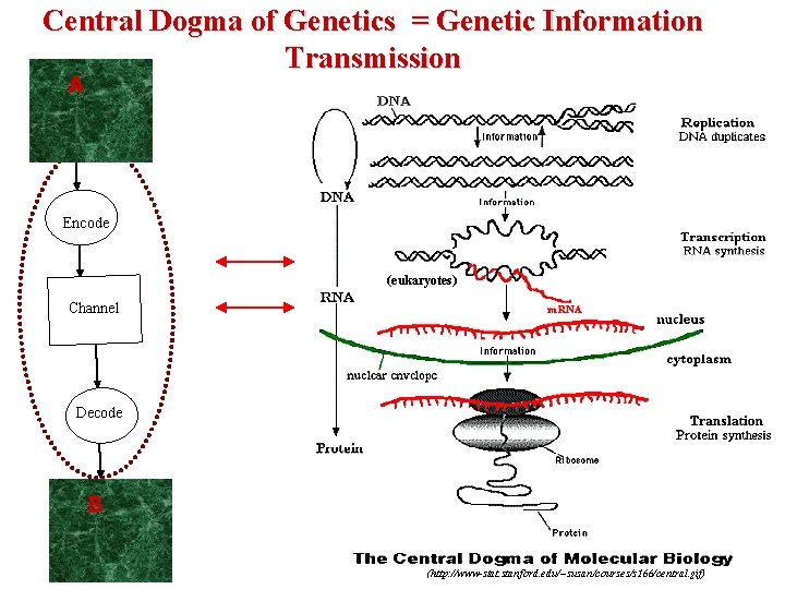 Central Dogma of Genetics = Genetic Information Transmission A Encode (eukaryotes) Channel Decode B
