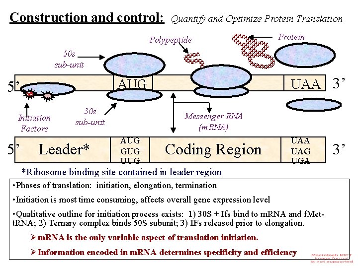 Construction and control: Quantify and Optimize Protein Translation Polypeptide Protein 50 s sub-unit Initiation