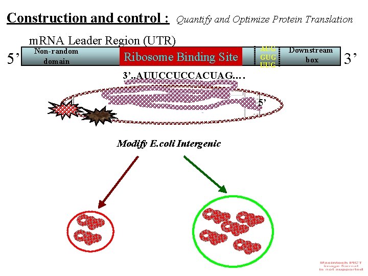 Construction and control : 5’ Quantify and Optimize Protein Translation m. RNA Leader Region