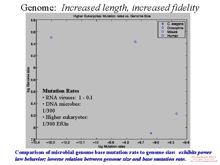 Genome: Increased length, increased fidelity Mutation Rates • RNA viruses: 1 - 0. 1