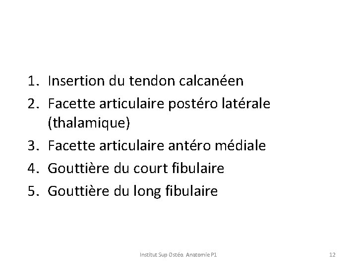 1. Insertion du tendon calcanéen 2. Facette articulaire postéro latérale (thalamique) 3. Facette articulaire 1. Insertion du tendon calcanéen 2. Facette articulaire postéro latérale (thalamique) 3. Facette articulaire