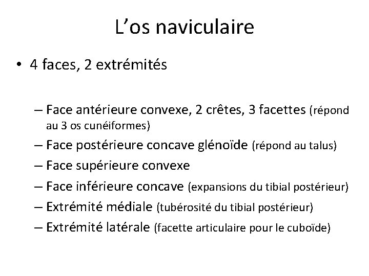 L’os naviculaire • 4 faces, 2 extrémités – Face antérieure convexe, 2 crêtes, 3 L’os naviculaire • 4 faces, 2 extrémités – Face antérieure convexe, 2 crêtes, 3