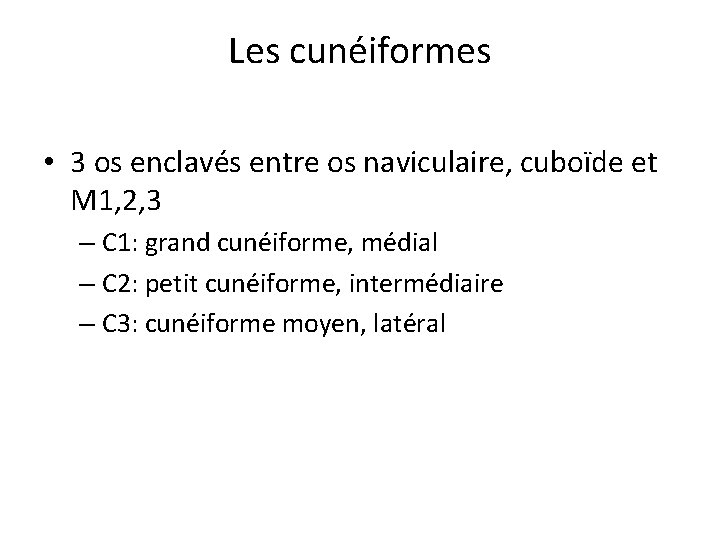 Les cunéiformes • 3 os enclavés entre os naviculaire, cuboïde et M 1, 2, Les cunéiformes • 3 os enclavés entre os naviculaire, cuboïde et M 1, 2,