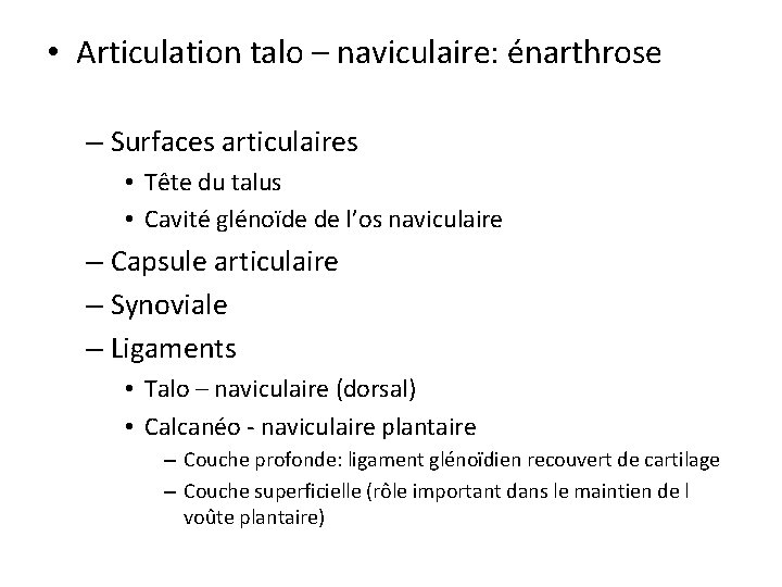 • Articulation talo – naviculaire: énarthrose – Surfaces articulaires • Tête du talus • Articulation talo – naviculaire: énarthrose – Surfaces articulaires • Tête du talus