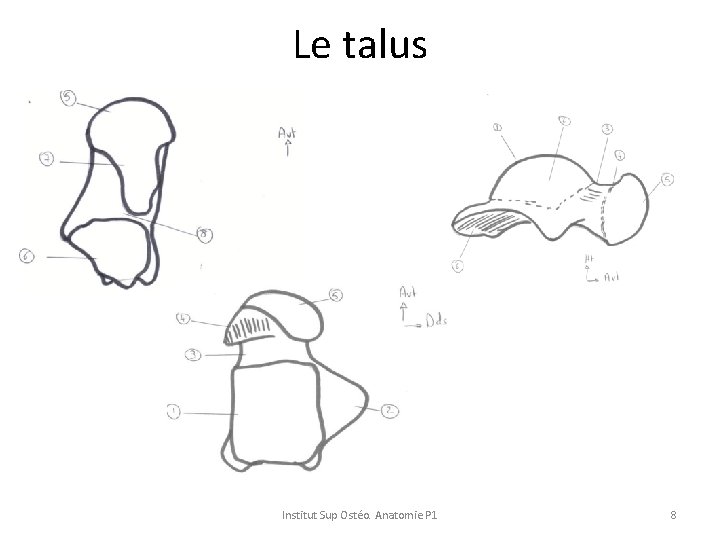 Le talus Institut Sup Ostéo. Anatomie P 1 8 Le talus Institut Sup Ostéo. Anatomie P 1 8