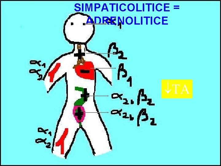 SIMPATICOLITICE = ADRENOLITICE TA 