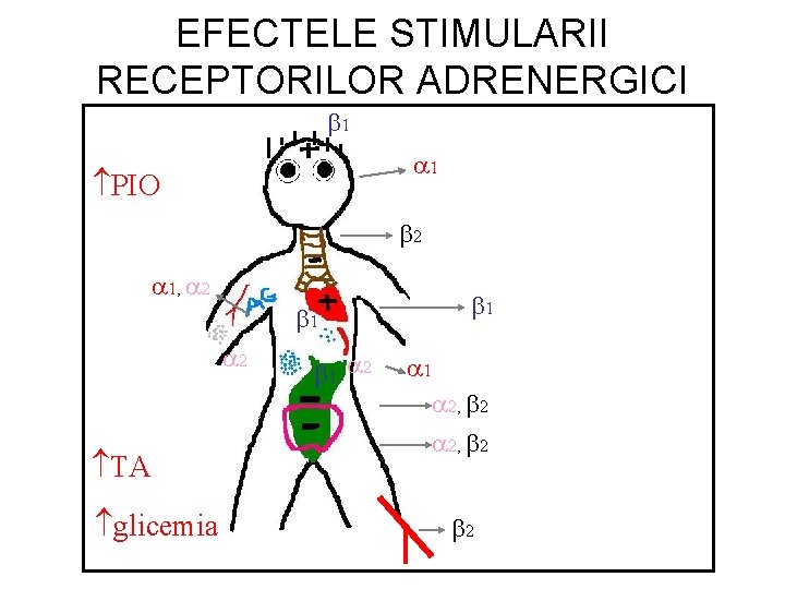 EFECTELE STIMULARII RECEPTORILOR ADRENERGICI 1 1 PIO 2 1, 2 1 2 TA glicemia