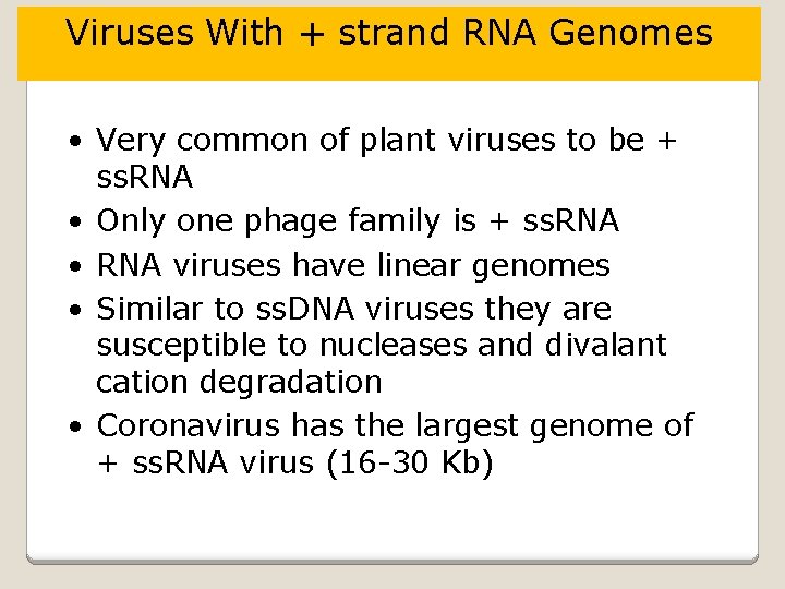 Viruses With + strand RNA Genomes • Very common of plant viruses to be