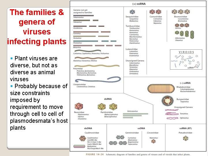 The families & genera of viruses infecting plants Plant viruses are diverse, but not