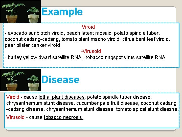 Example Viroid - avocado sunblotch viroid, peach latent mosaic, potato spindle tuber, coconut cadang-cadang,