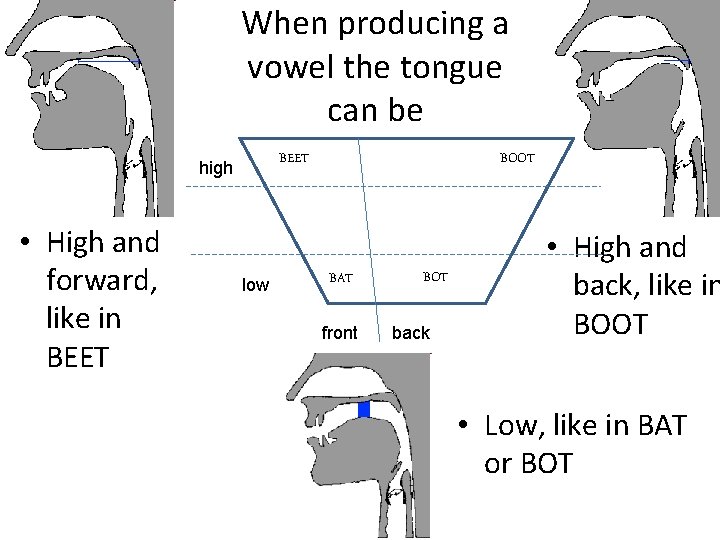 When producing a vowel the tongue can be BEET high • High and forward,