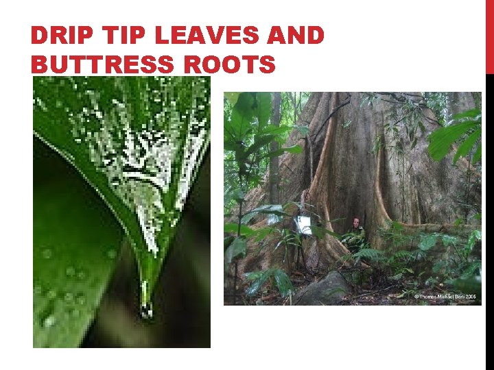 DRIP TIP LEAVES AND BUTTRESS ROOTS 